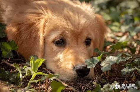 適合家裡養的狗|最適合在家養的十大狗狗排名 你的愛犬上榜了嗎？